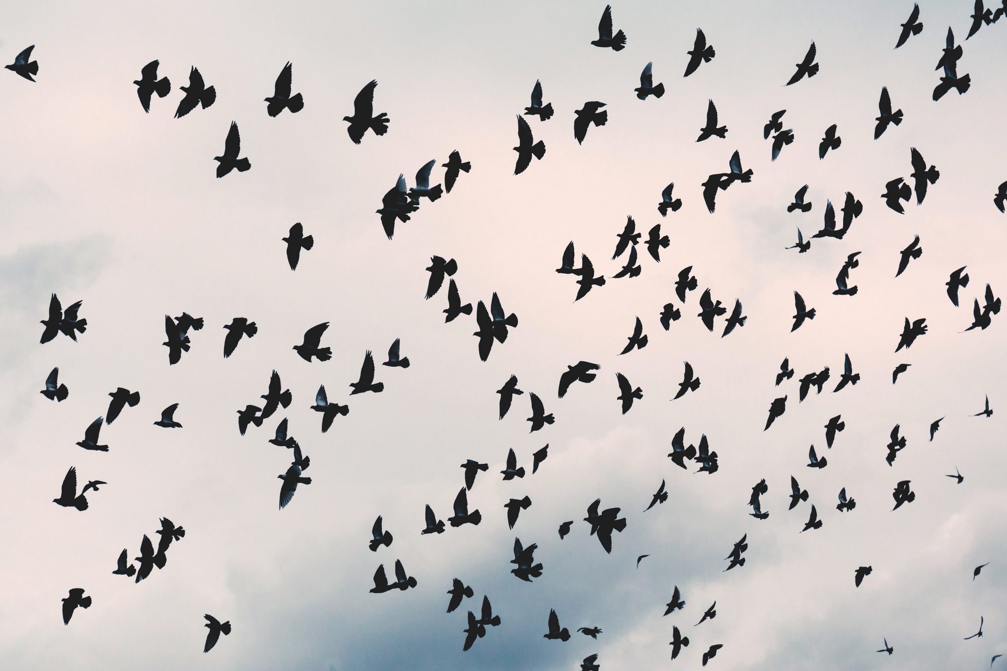 Liberación, pájaros y miedo
